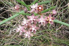 Asclepias cucullata cucullata