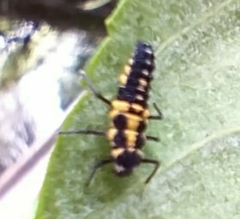 Coleomegilla maculata