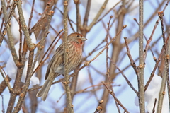 Haemorhous mexicanus