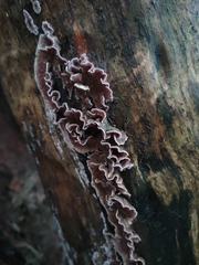 Chondrostereum purpureum