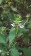 Lepidagathis cuspidata