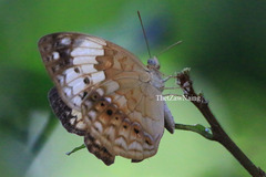 Cupha erymanthis lotis