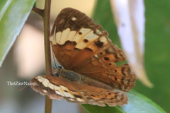 Cupha erymanthis lotis