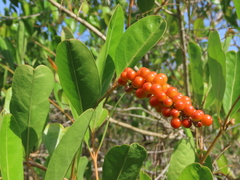 Citharexylum