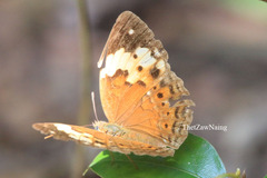 Cupha erymanthis lotis