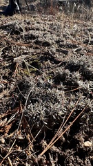 Eriogonum wrightii subscaposum