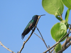 Chrysuronia coeruleogularis