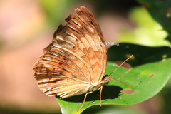 Cupha erymanthis lotis