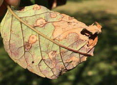 Puccinia sparganioidis