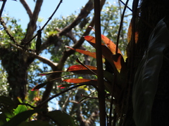 Tillandsia complanata