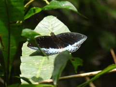 Lexias