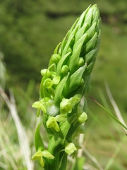 Platanthera pollostantha