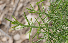 Ulex parviflorus