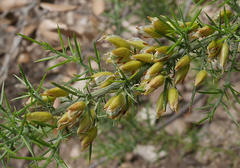Ulex parviflorus