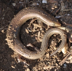 Chalcides bedriagai