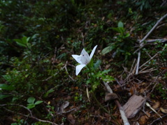 Codonorchis lessonii