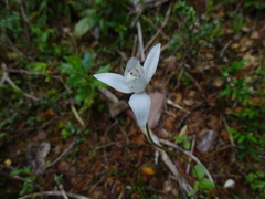 Codonorchis lessonii