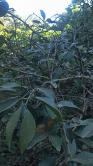 Memecylon umbellatum