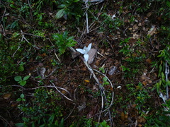 Codonorchis lessonii