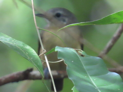 Thamnophilus atrinucha