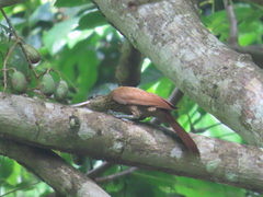 Lepidocolaptes souleyetii