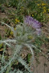 Cirsium hookerianum
