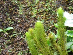 Phlegmariurus dentatus