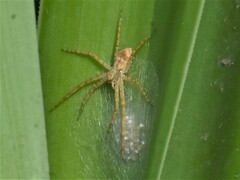 Pardosa pseudoannulata