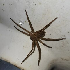 Heteropoda venatoria