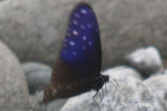 Euploea mulciber mulciber