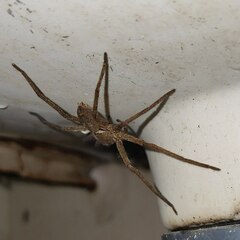 Heteropoda venatoria