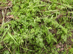 Chaerophyllum tainturieri
