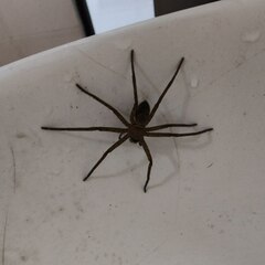 Heteropoda venatoria