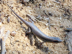 Trachylepis sparsa
