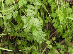 Chaerophyllum tainturieri