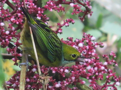 Tangara icterocephala