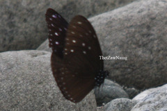 Euploea mulciber mulciber