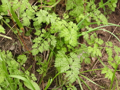 Chaerophyllum tainturieri