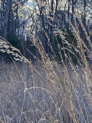 Sorghastrum