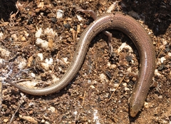 Chalcides bedriagai