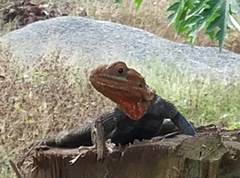 Agama agama