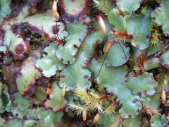 Marchantia