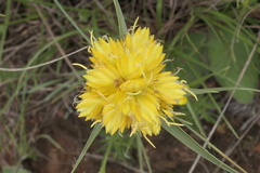 Cyperus sphaerocephalus