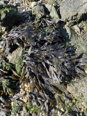 Fucus vesiculosus