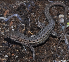 Psammodromus edwarsianus