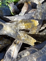Fucus vesiculosus