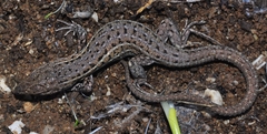 Psammodromus edwarsianus