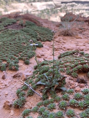Erigeron kachinensis