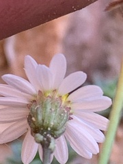 Erigeron kachinensis