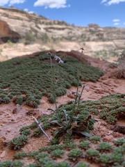Erigeron kachinensis